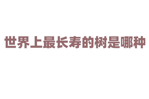 世界上最长寿的树是哪种？