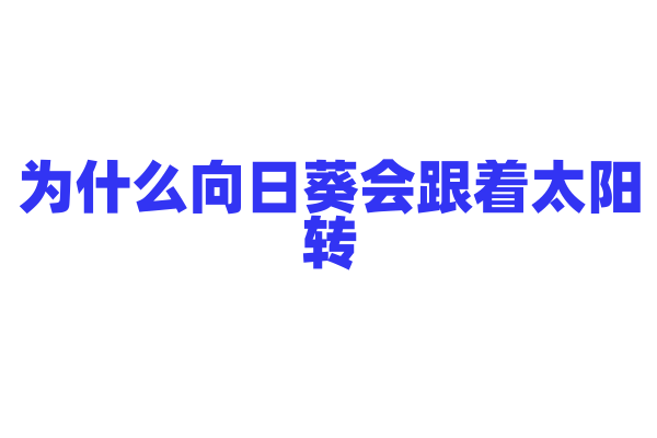 为什么向日葵会跟着太阳转？