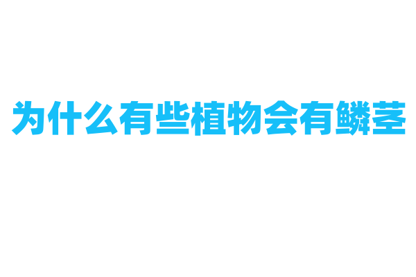 为什么有些植物会有鳞茎？