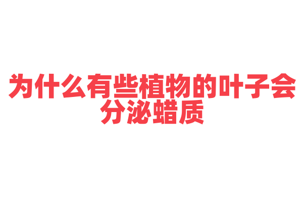 为什么有些植物的叶子会分泌蜡质，有什么好处？