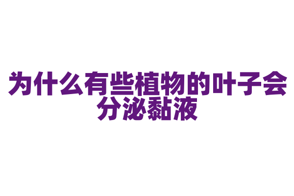 为什么有些植物的叶子会分泌黏液？
