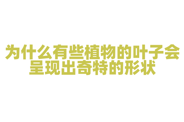 为什么有些植物的叶子会呈现出奇特的形状？