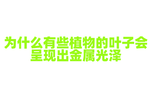 为什么有些植物的叶子会呈现出金属光泽？