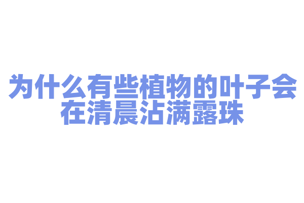 为什么有些植物的叶子会在清晨沾满露珠？