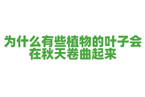 为什么有些植物的叶子会在秋天卷曲起来？