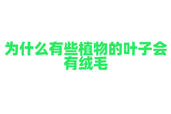 为什么有些植物的叶子会有绒毛？