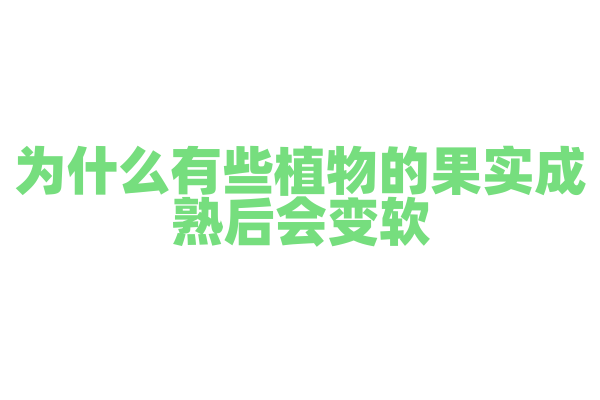 为什么有些植物的果实成熟后会变软？