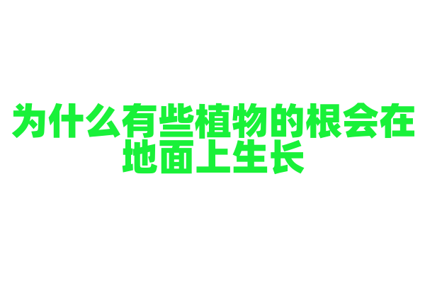 为什么有些植物的根会在地面上生长？