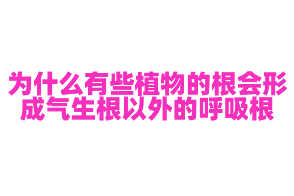 为什么有些植物的根会形成气生根以外的呼吸根？