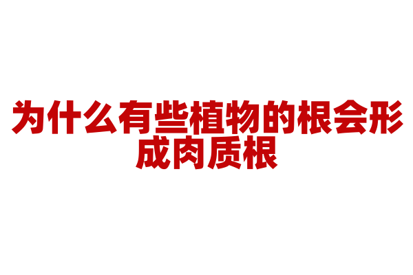为什么有些植物的根会形成肉质根？