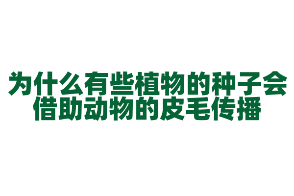 为什么有些植物的种子会借助动物的皮毛传播？