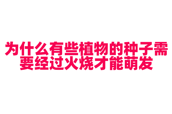 为什么有些植物的种子需要经过火烧才能萌发？