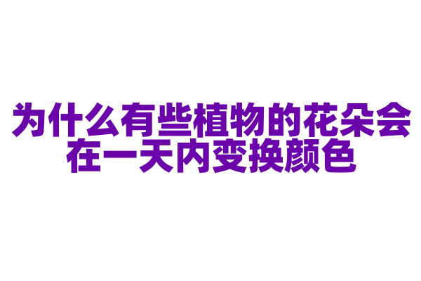 为什么有些植物的花朵会在一天内变换颜色？