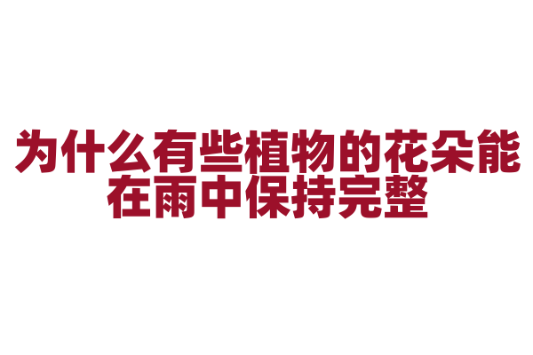 为什么有些植物的花朵能在雨中保持完整？