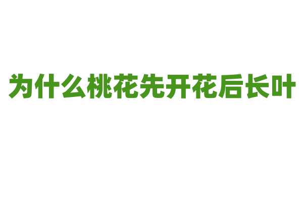 为什么桃花先开花后长叶？