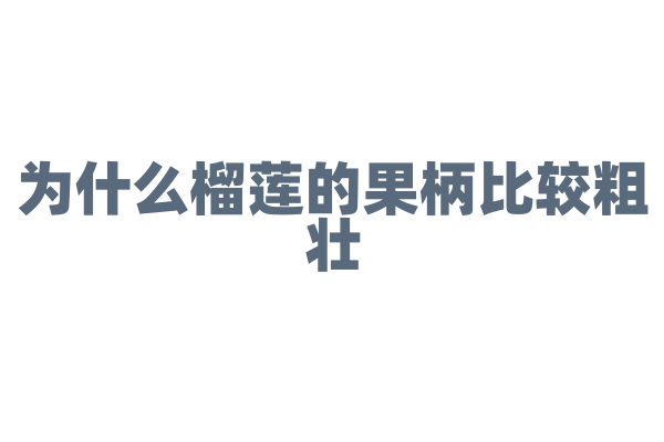 为什么榴莲的果柄比较粗壮？