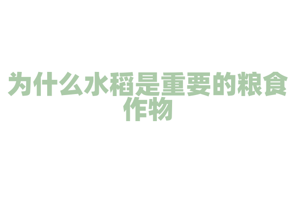 为什么水稻是重要的粮食作物？