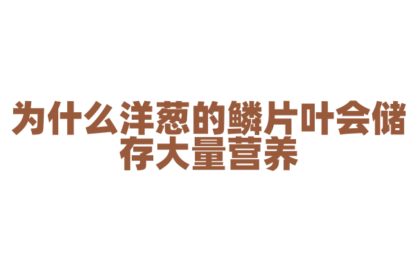 为什么洋葱的鳞片叶会储存大量营养？