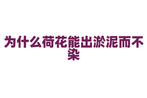 为什么荷花能出淤泥而不染？