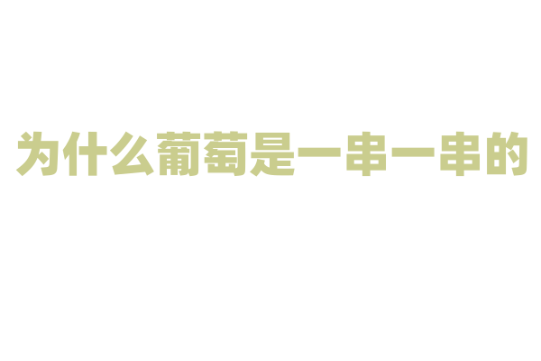 为什么葡萄是一串一串的？