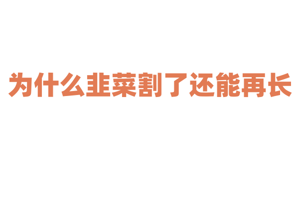 为什么韭菜割了还能再长？