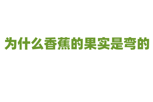 为什么香蕉的果实是弯的？