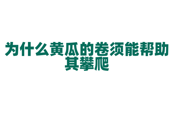 为什么黄瓜的卷须能帮助其攀爬？