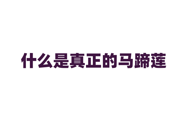 什么是真正的马蹄莲？