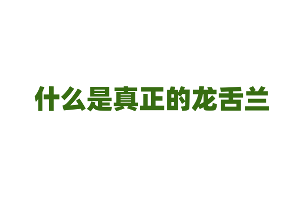 什么是真正的龙舌兰？