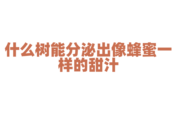 什么树能分泌出像蜂蜜一样的甜汁？