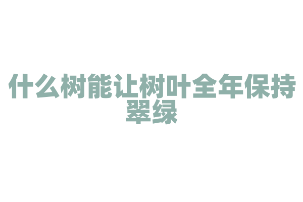 什么树能让树叶全年保持翠绿？