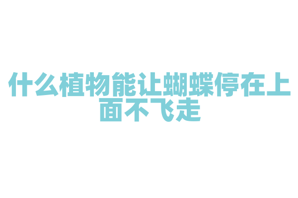 什么植物能让蝴蝶停在上面不飞走？