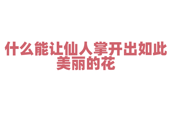 什么能让仙人掌开出如此美丽的花？