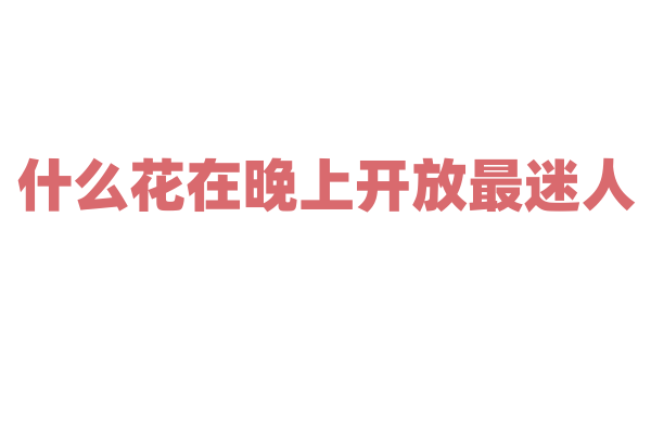 什么花在晚上开放最迷人？