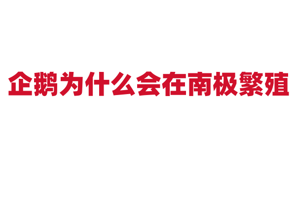 企鹅为什么会在南极繁殖