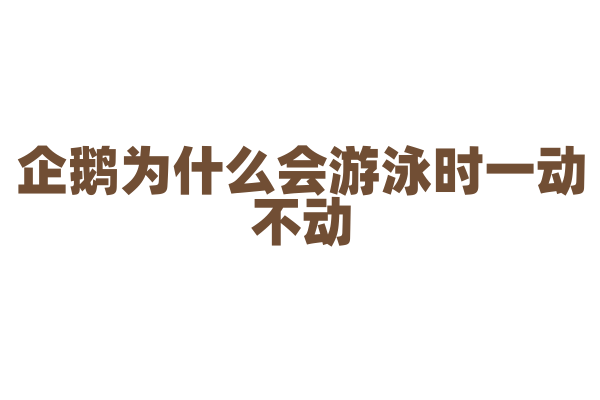 企鹅为什么会游泳时一动不动？