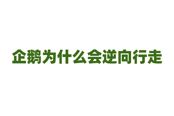 企鹅为什么会逆向行走？