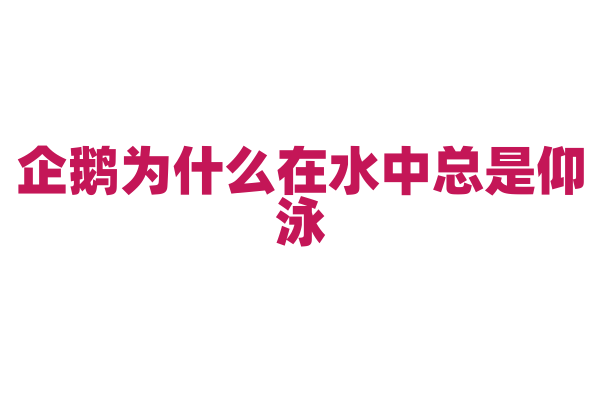企鹅为什么在水中总是仰泳？