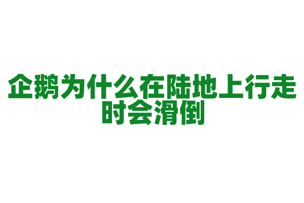 企鹅为什么在陆地上行走时会滑倒？