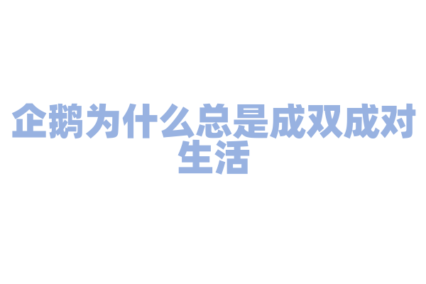 企鹅为什么总是成双成对生活