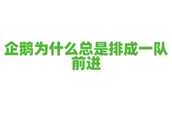 企鹅为什么总是排成一队前进？