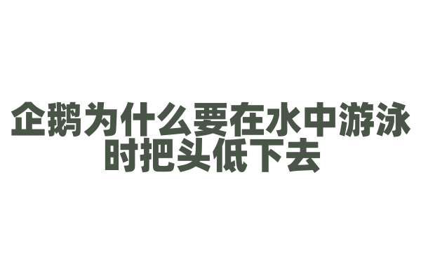 企鹅为什么要在水中游泳时把头低下去？