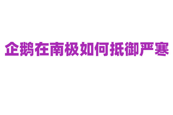 企鹅在南极如何抵御严寒