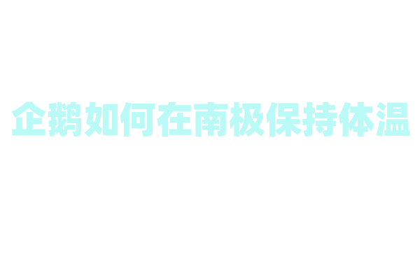企鹅如何在南极保持体温
