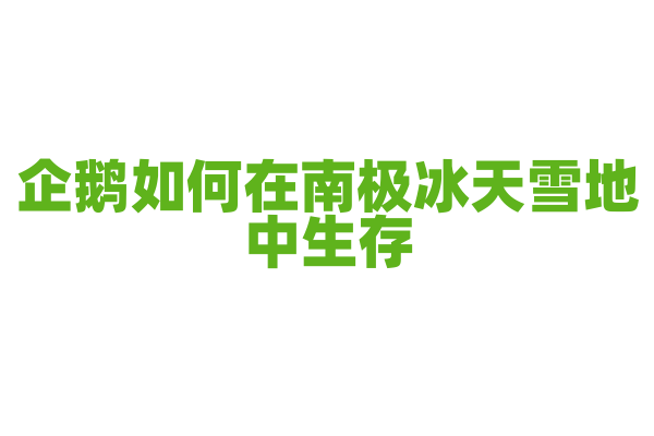 企鹅如何在南极冰天雪地中生存