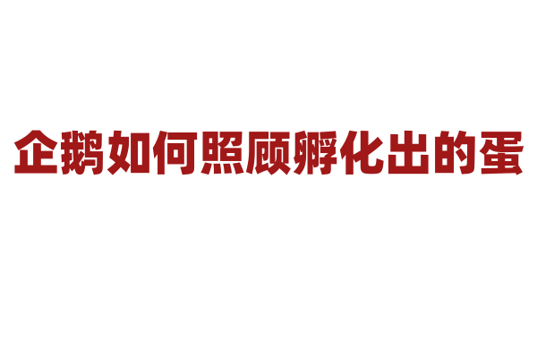 企鹅如何照顾孵化出的蛋？