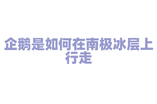企鹅是如何在南极冰层上行走？