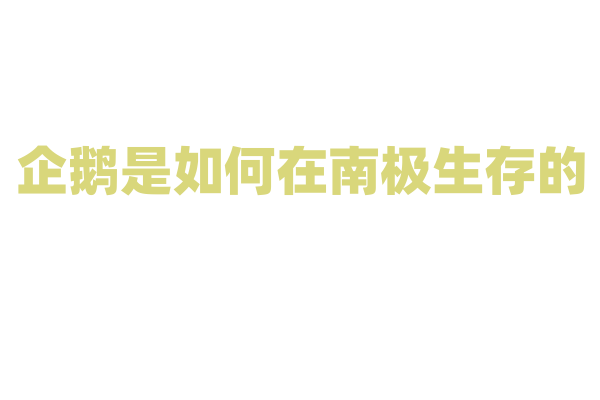 企鹅是如何在南极生存的？