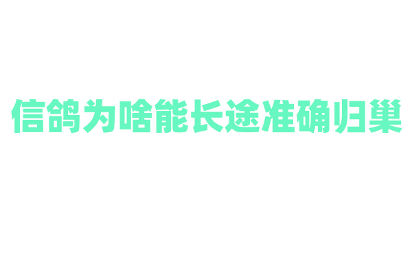 信鸽为啥能长途准确归巢，靠啥导航？