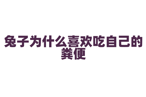 兔子为什么喜欢吃自己的粪便？